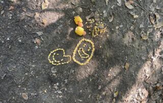 VS Pinkafeld, 3b, Waldtag