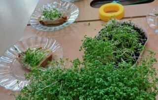 VS Pinkafeld, Beitrag 2. FÖK, Frühling