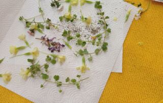 VS Pinkafeld, Beitrag 2. FÖK, Frühling