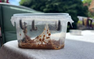 VS Pinkafeld, Beitrag 2b und 3b, Schmetterlingsprojekt